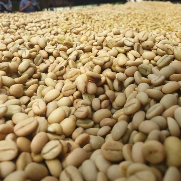 Ethiopian Jimma Coffee