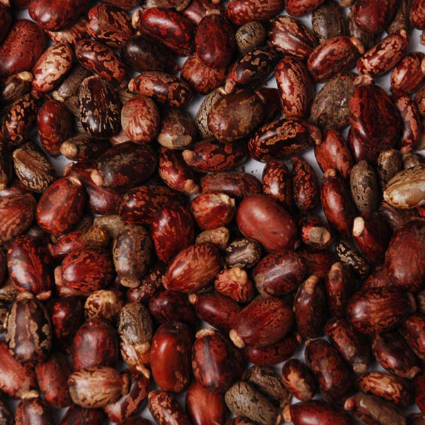 custard seed